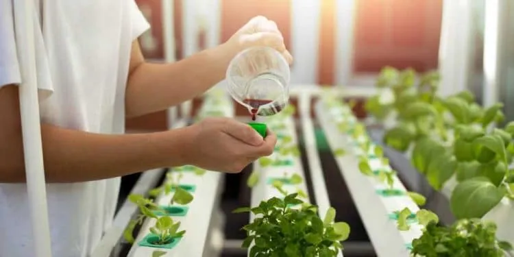 Cara Meracik Nutrisi Hidroponik Buatan Sendiri Agar Tanamanmu Gemuk 8 nutrisi hidroponik