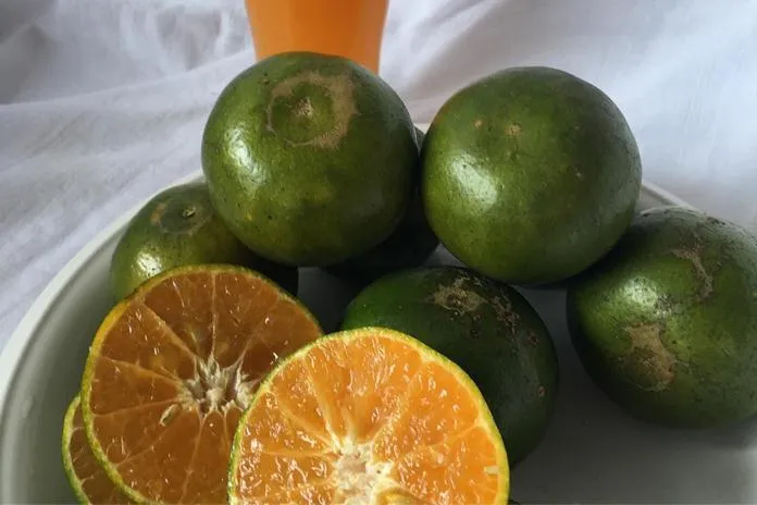 Cara Memilih Buah Jeruk Lokal yang Manis dan Banyak Airnya. Bisa Dicek dari Tekstur Kulitnya 17