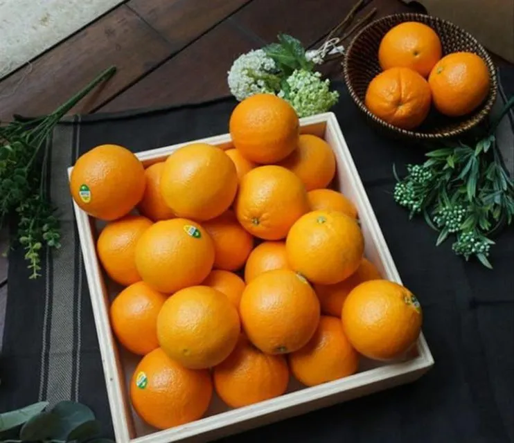 Cara Memilih Buah Jeruk Lokal yang Manis dan Banyak Airnya. Bisa Dicek dari Tekstur Kulitnya 21