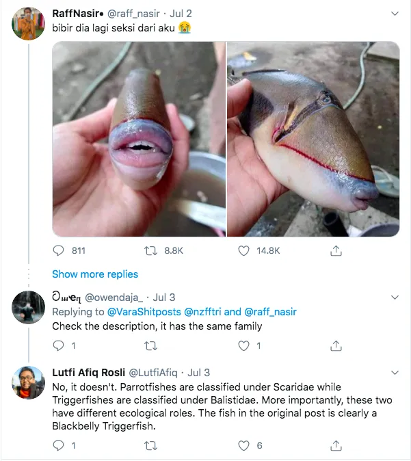 Bikin Heboh Media Sosial, Ini lo Identitas Asli Ikan yang Punya Bibir dan Gigi Mirip Manusia 5