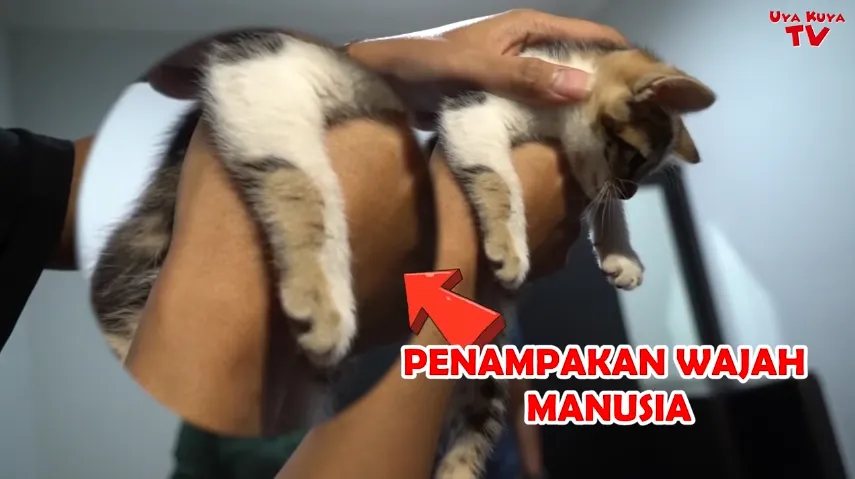 Punya Bulu dengan Corak Wajah Manusia, Kucing Ibu Nagita Slavina Pernah Ditawar 600 Juta Rupiah! 4