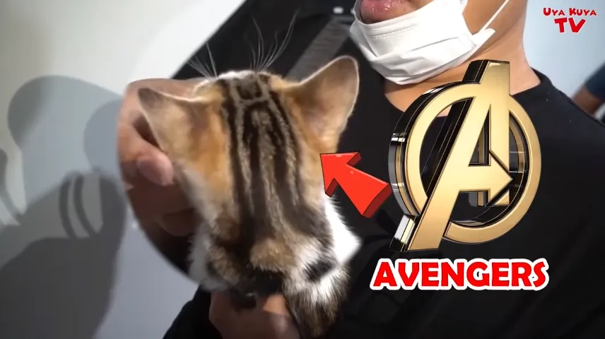 Punya Bulu dengan Corak Wajah Manusia, Kucing Ibu Nagita Slavina Pernah Ditawar 600 Juta Rupiah! 5