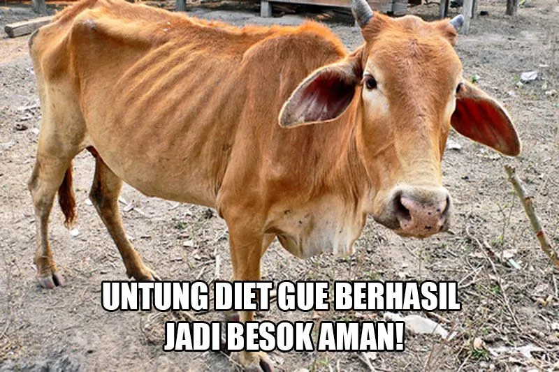 11 Siasat Cerdik Hewan Kurban Agar Terhindar dari Penyembelihan. Keselamatan Diri Wajib Dijaga! 12