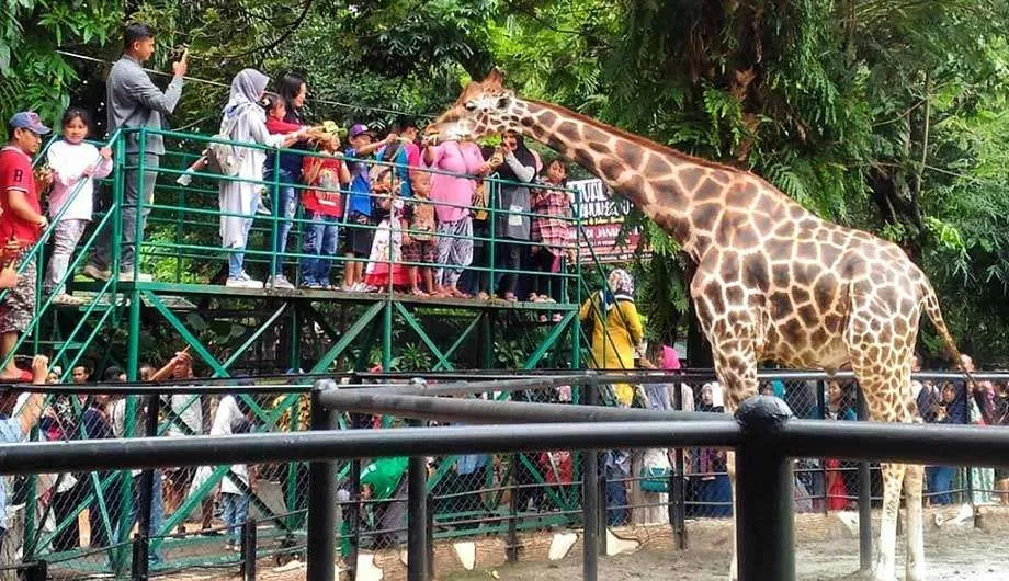 10 Cerita Tentang Kebun Binatang Paling Angker di Dunia. Kamu Udah Tahu? 11