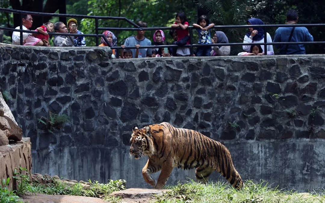 10 Cerita Tentang Kebun Binatang Paling Angker di Dunia. Kamu Udah Tahu? 16