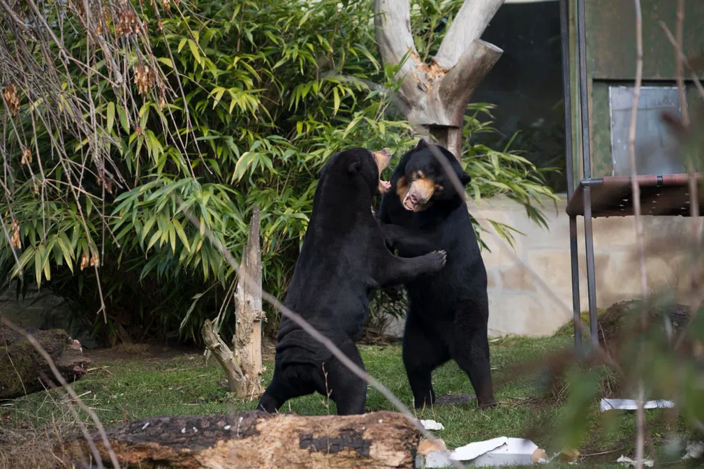 10 Cerita Tentang Kebun Binatang Paling Angker di Dunia. Kamu Udah Tahu? 18