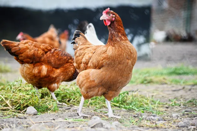 15 Peluang Bisnis Unik ini Belum Ada di Indonesia. Dari Sewa Ayam sampai Jualin Cincin Batal Nikah! 25