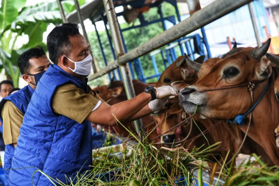 5 Tips Memilih Hewan Kurban Sesuai Syariat buat yang Ingin Beli Dadakan dan Belum Sempat Pesan 21