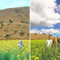 Hamparan Bunga Indah di Bondowoso yang Mirip dengan Pulau Jeju, Korea. Indah Banget Sih!