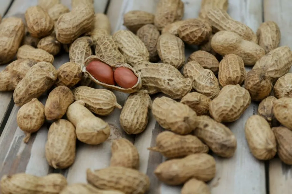 Bumil, Jangan Takut Ngemil! Ini 7 Jenis Kacang Buat Camilan Sehat Selama Kehamilan 14