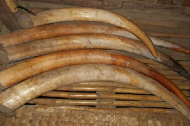 Mengulik Belis atau Mas Kawin Berharga Fantastis di Flores NTT. Bukan Emas, tapi Gading Gajah! 5