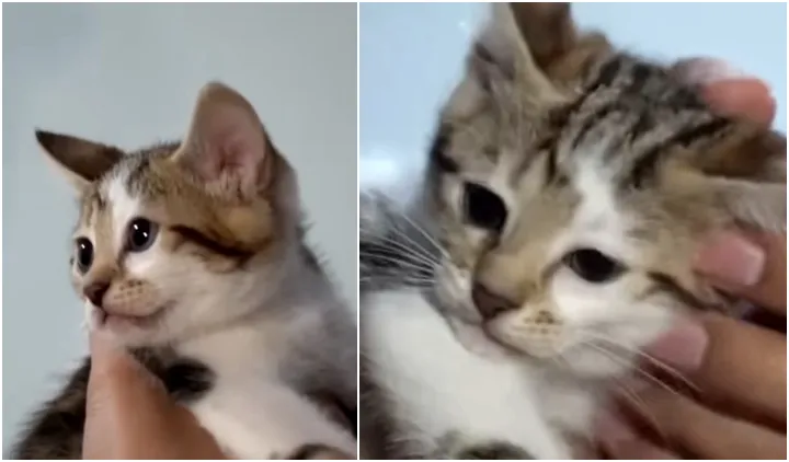 Punya Bulu dengan Corak Wajah Manusia, Kucing Ibu Nagita Slavina Pernah Ditawar 600 Juta Rupiah! 6