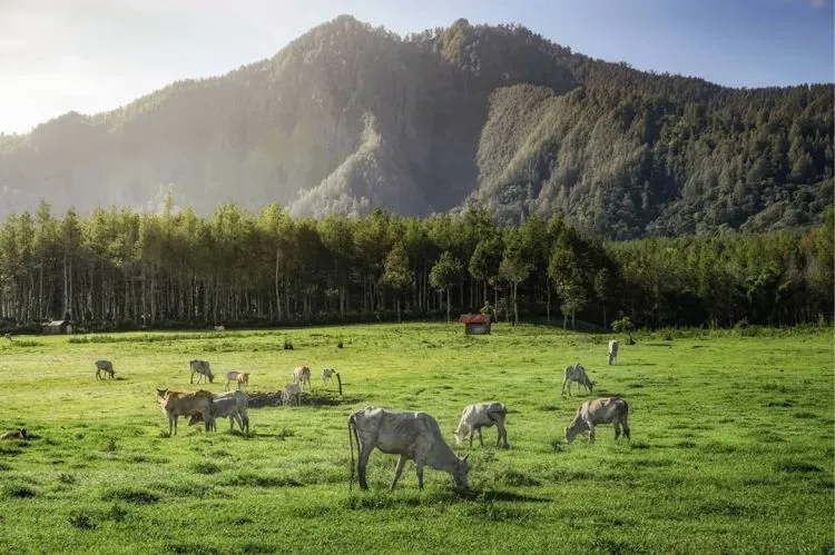 Hamparan Bunga Indah di Bondowoso yang Mirip dengan Pulau Jeju, Korea. Indah Banget Sih! 10