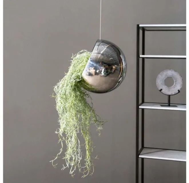 10 Jenis Tanaman Hias Gantung Buat Indoor & Outdoor 18