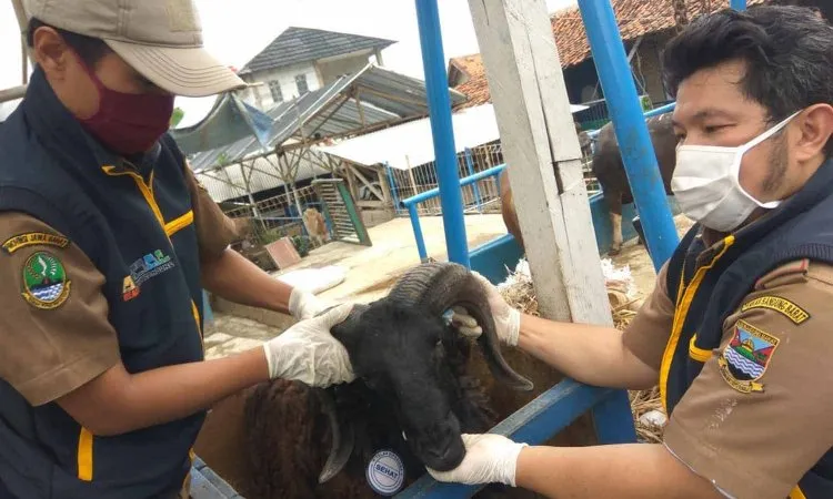 5 Tips Memilih Hewan Kurban Sesuai Syariat buat yang Ingin Beli Dadakan dan Belum Sempat Pesan 20