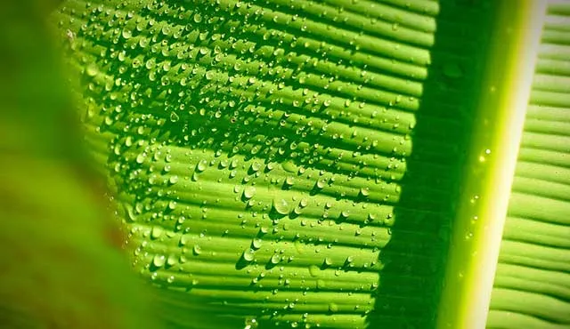 10 Hal Biasa di Indonesia ini Justru Dianggap Mewah di Luar Negeri, Salah Satunya Daun Pisang! 11