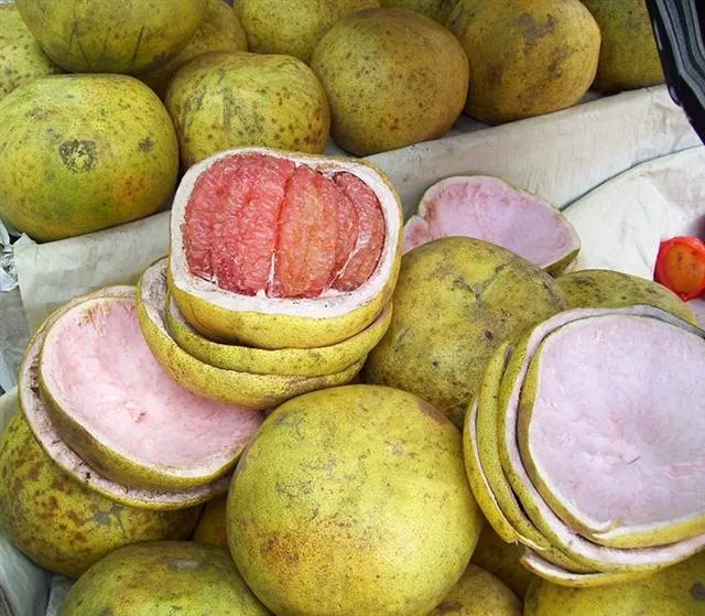 Cara Memilih Buah Jeruk Lokal yang Manis dan Banyak Airnya. Bisa Dicek dari Tekstur Kulitnya 18