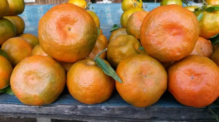 Cara Memilih Buah Jeruk Lokal yang Manis dan Banyak Airnya. Bisa Dicek dari Tekstur Kulitnya 27