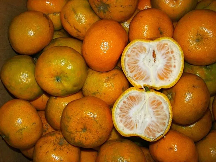 Cara Memilih Buah Jeruk Lokal yang Manis dan Banyak Airnya. Bisa Dicek dari Tekstur Kulitnya 24