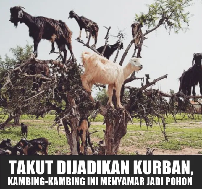 11 Siasat Cerdik Hewan Kurban Agar Terhindar dari Penyembelihan. Keselamatan Diri Wajib Dijaga! 21