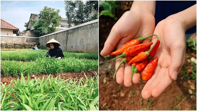 Kembangkan Hobi Baru Saat Pandemi, Yuk Intip Lahan Kompleks yang Disulap Tantri Namirah Jadi Kebun! 5