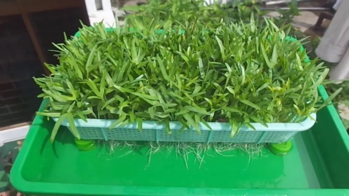 Cara Meracik Nutrisi Hidroponik Buatan Sendiri Agar Tanamanmu Gemuk 11 nutrisi hidroponik