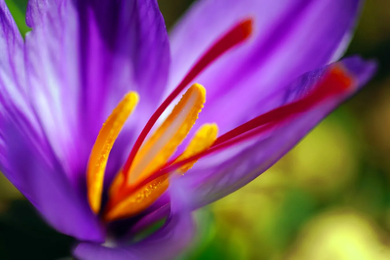 Saffron dan Segala Hal yang Bikin Harganya Selangit. Kalau Nggak Mahal, Kamu Patut Curiga 7
