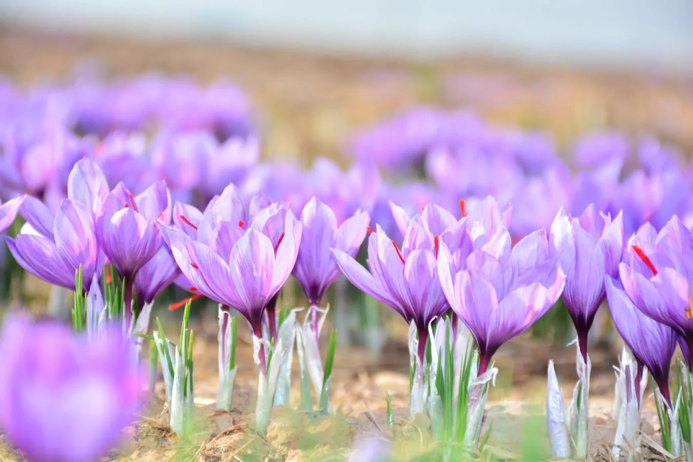 Saffron dan Segala Hal yang Bikin Harganya Selangit. Kalau Nggak Mahal, Kamu Patut Curiga 6