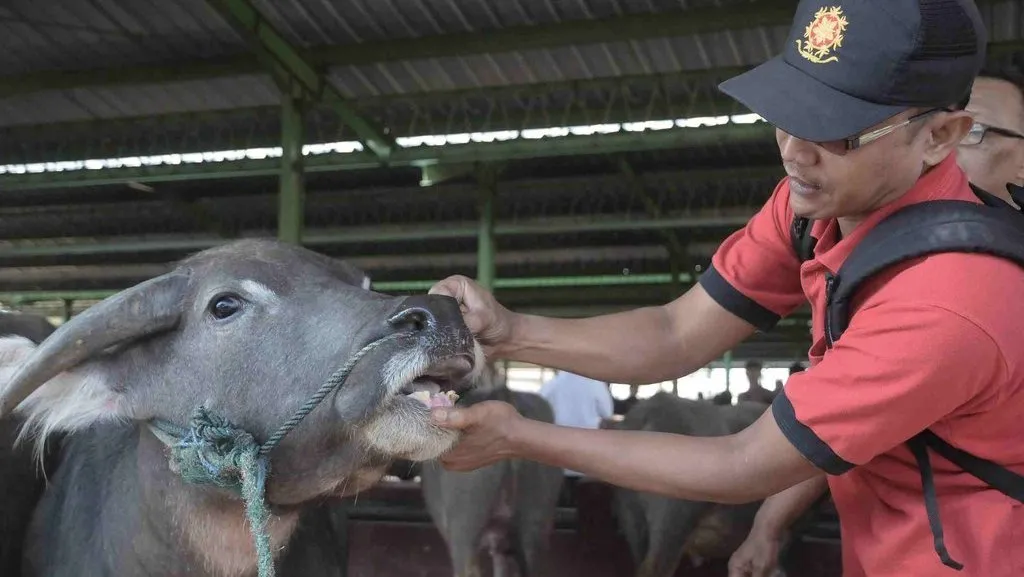 5 Tips Memilih Hewan Kurban Sesuai Syariat buat yang Ingin Beli Dadakan dan Belum Sempat Pesan 16