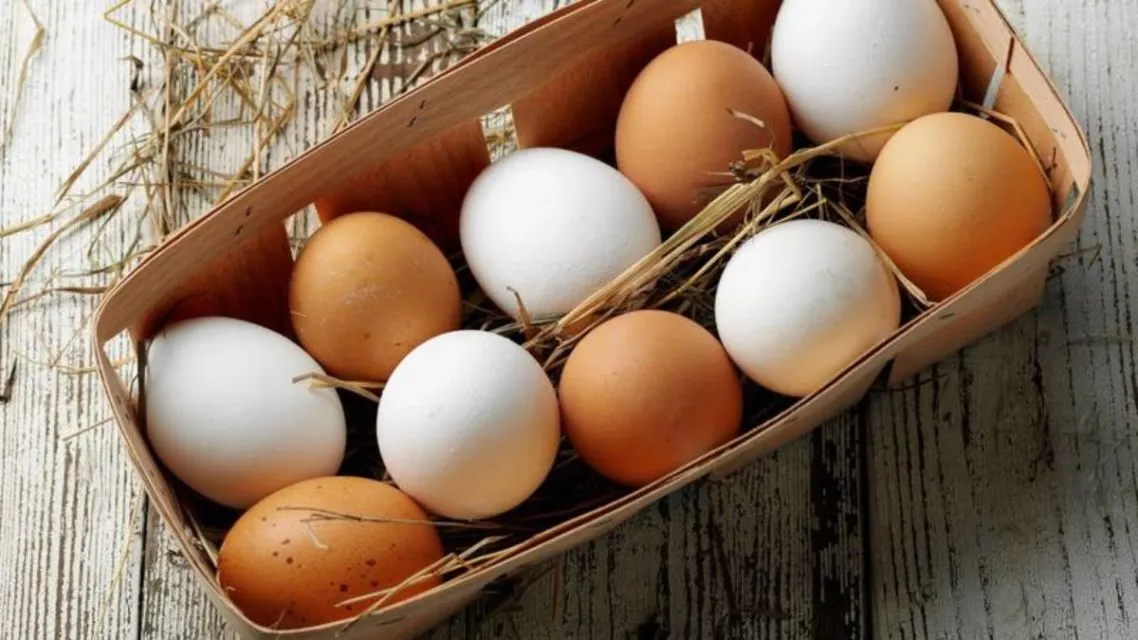 Perbedaan Khasiat Telur Ayam Kampung dengan Telur Ayam Ras. Kalau untuk Kesuburan, Manjur Mana? 13