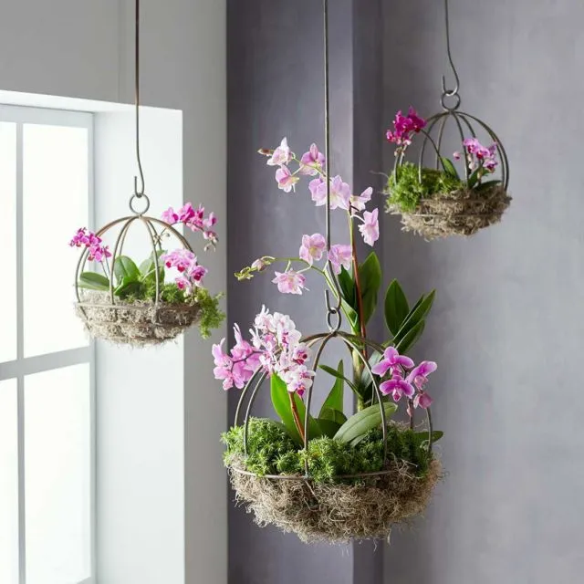 10 Jenis Tanaman Hias Gantung Buat Indoor & Outdoor 11
