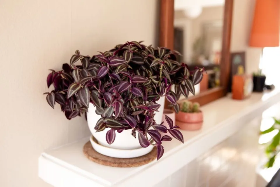 10 Jenis Tanaman Hias Gantung Buat Indoor & Outdoor 16