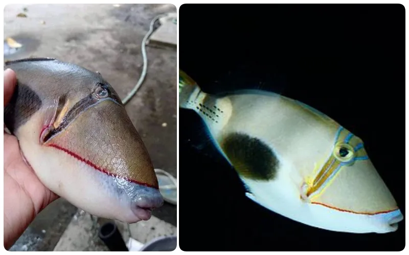 Bikin Heboh Media Sosial, Ini lo Identitas Asli Ikan yang Punya Bibir dan Gigi Mirip Manusia 4