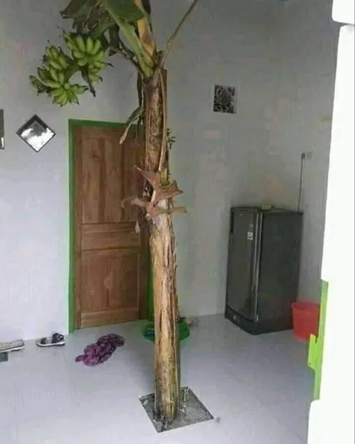 11 Momen Paling Absurd yang Terjadi di Dalam Rumah. Melihat ini Kamu Bakal Bilang,