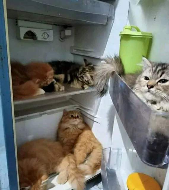 Sederet Bukti Konkret Kalau Kucing Hewan Paling Bandel Sedunia. Juara 1 Melanggar Peraturan! 16
