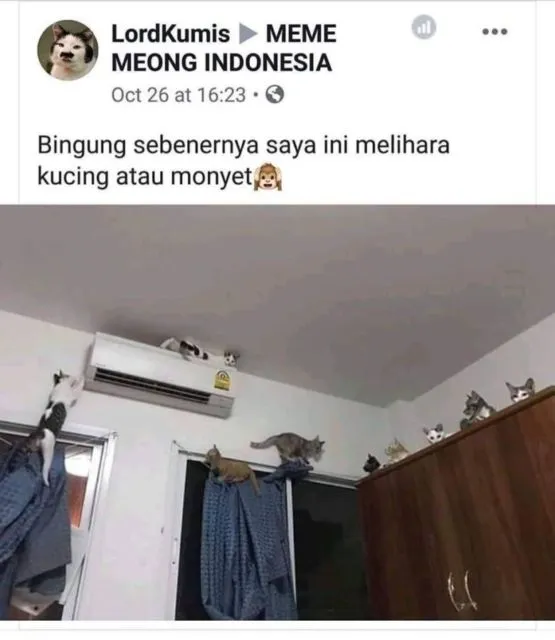 Sederet Bukti Konkret Kalau Kucing Hewan Paling Bandel Sedunia. Juara 1 Melanggar Peraturan! 14