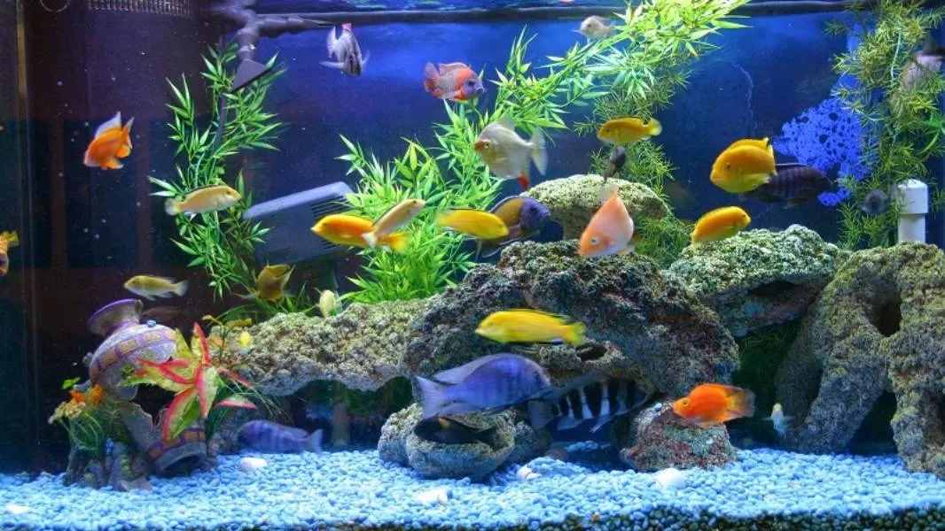 Alasan Kenapa Orang Jualan Buah Pakai Akuarium, Sementara Jual Ikan Malah Diplastikin. Simak nih~ 8