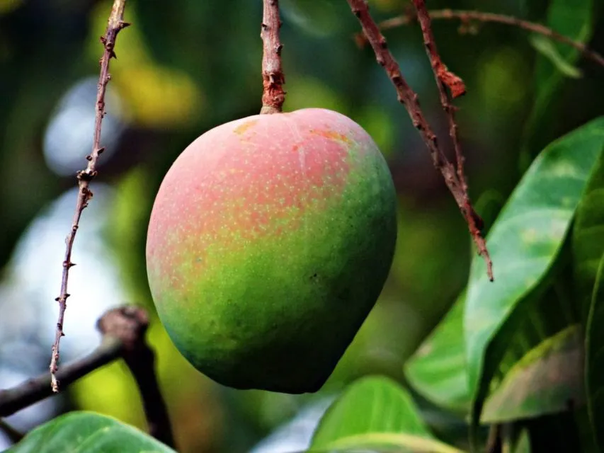 6 Ciri-ciri Buah Mangga Masak Pohon dan Bukan Karbitan. Lebih Manis, Segar, Berserat Dagingnya 14