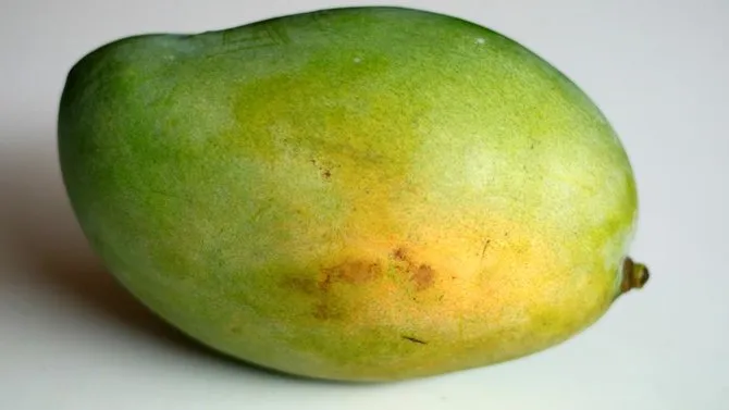 6 Ciri-ciri Buah Mangga Masak Pohon dan Bukan Karbitan. Lebih Manis, Segar, Berserat Dagingnya 12