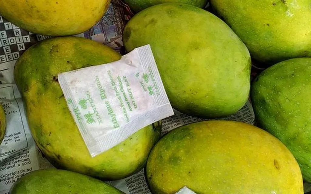 6 Ciri-ciri Buah Mangga Masak Pohon dan Bukan Karbitan. Lebih Manis, Segar, Berserat Dagingnya 22