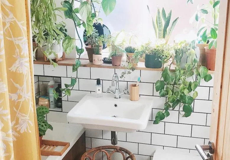10 Pengharum Kamar Mandi Alami Penumpas Bau Pesing dan Tak Sedap. Aromanya Segar, Anti Pengap 20