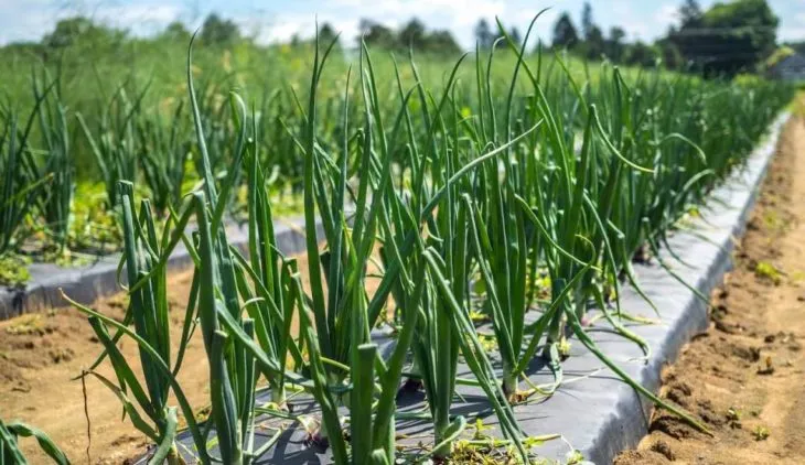 6 Cara Menanam Bawang Putih Pakai Botol atau Wadah Telur 12