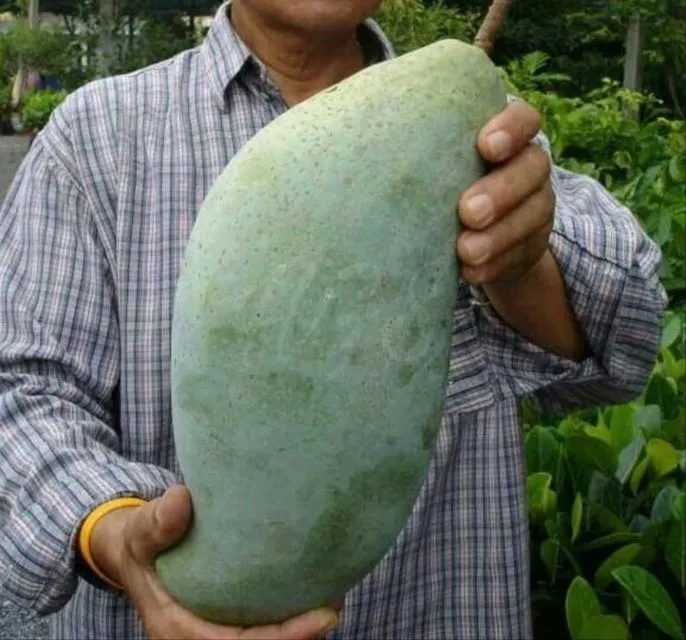 6 Ciri-ciri Buah Mangga Masak Pohon dan Bukan Karbitan. Lebih Manis, Segar, Berserat Dagingnya 15