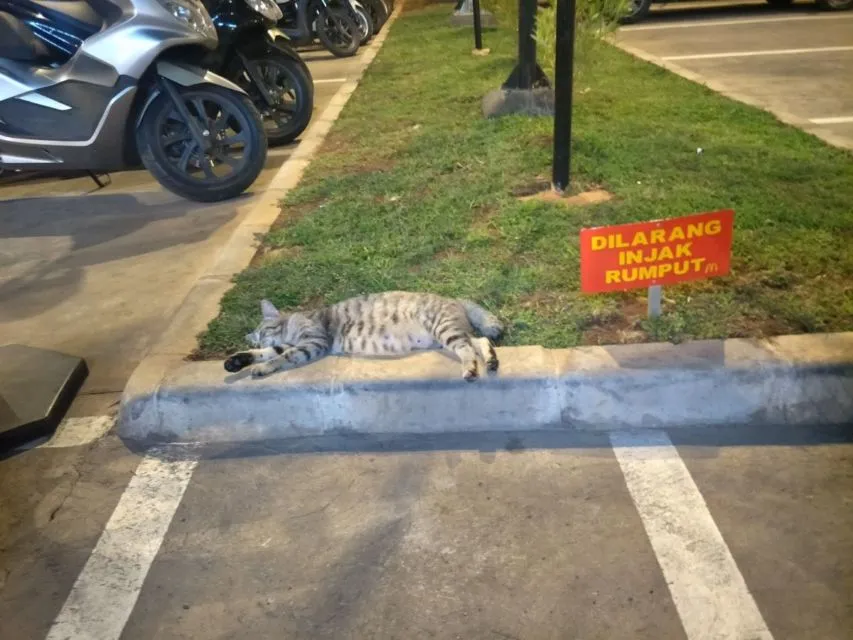 Sederet Bukti Konkret Kalau Kucing Hewan Paling Bandel Sedunia. Juara 1 Melanggar Peraturan! 20