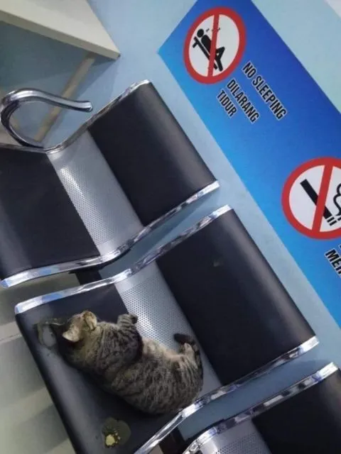 Sederet Bukti Konkret Kalau Kucing Hewan Paling Bandel Sedunia. Juara 1 Melanggar Peraturan! 12
