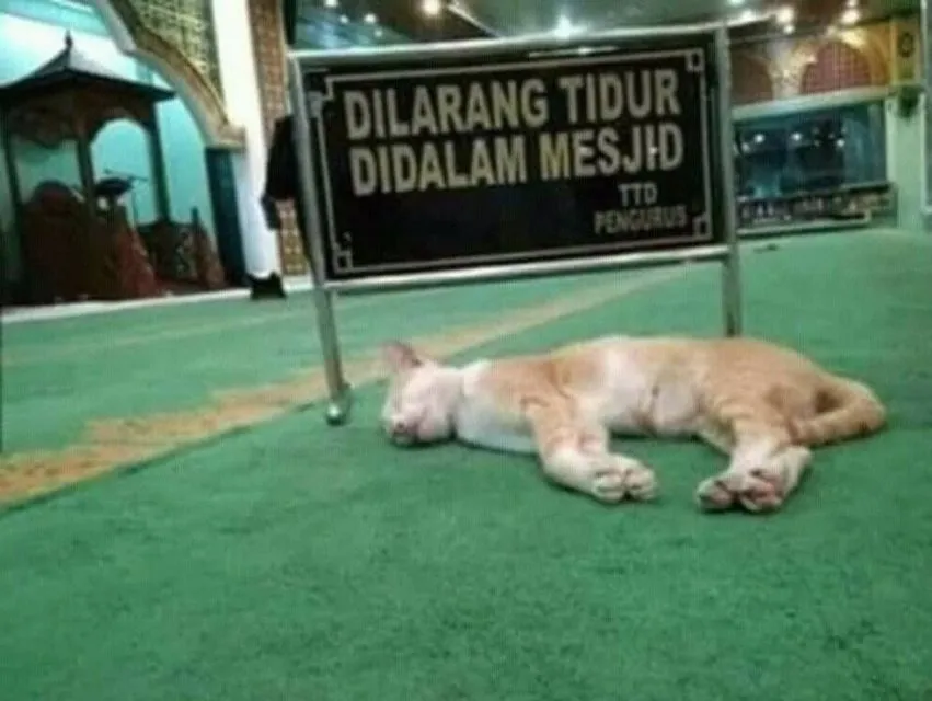 Sederet Bukti Konkret Kalau Kucing Hewan Paling Bandel Sedunia. Juara 1 Melanggar Peraturan! 21