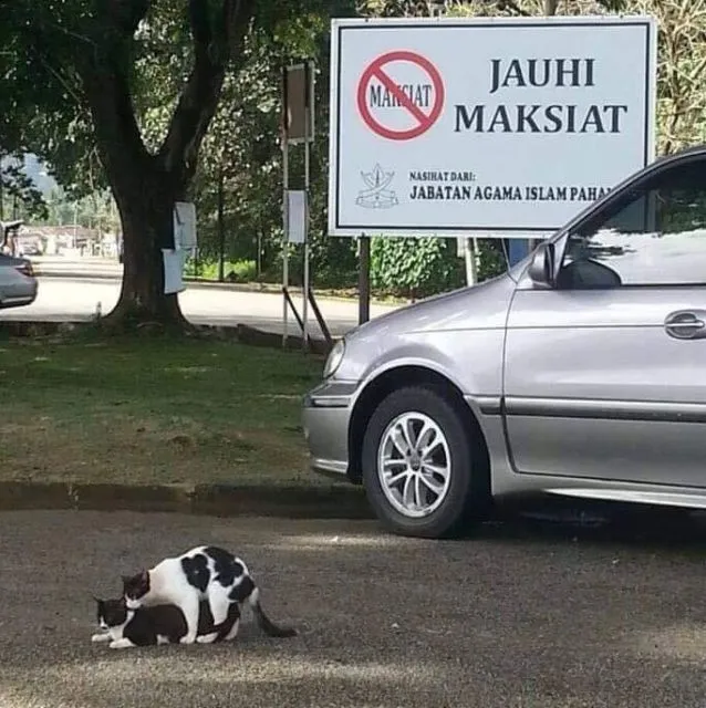 Sederet Bukti Konkret Kalau Kucing Hewan Paling Bandel Sedunia. Juara 1 Melanggar Peraturan! 22