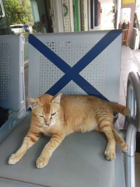 Sederet Bukti Konkret Kalau Kucing Hewan Paling Bandel Sedunia. Juara 1 Melanggar Peraturan! 13