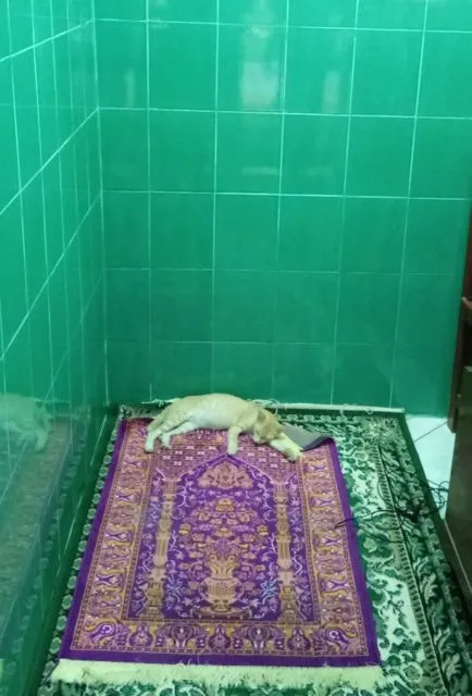 Sederet Bukti Konkret Kalau Kucing Hewan Paling Bandel Sedunia. Juara 1 Melanggar Peraturan! 19
