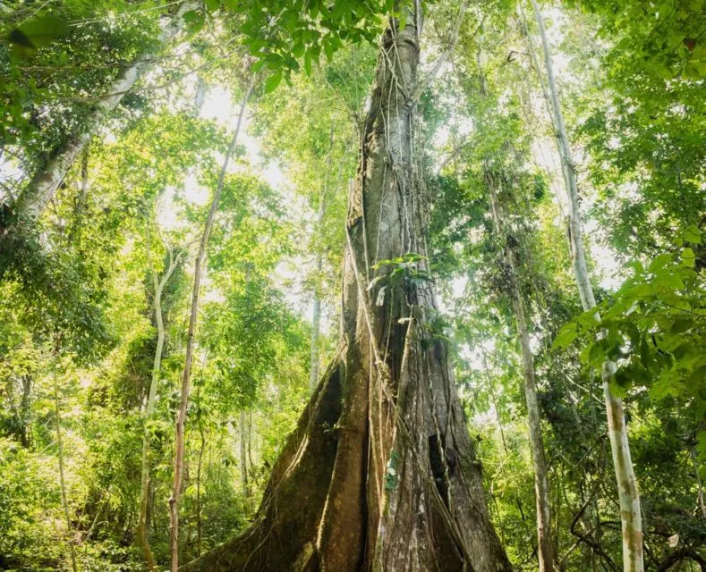 PT Sasa Inti Raih Sertifikasi The Planet Mark Berkat Kontribusi Terhadap Kelangsungan Bumi dan Lingkungan Hidup 5